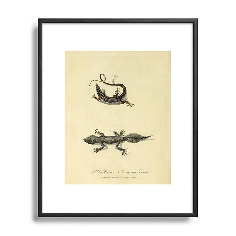 "Ribbon Lizard and Broad-Tailed Lizard" by Sarah Stone, 1790 Framed Art Print