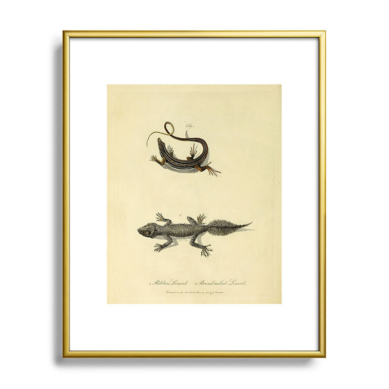 "Ribbon Lizard and Broad-Tailed Lizard" by Sarah Stone, 1790 Framed Art Print