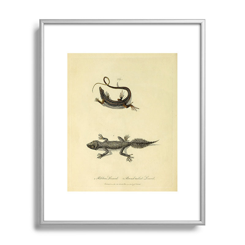 "Ribbon Lizard and Broad-Tailed Lizard" by Sarah Stone, 1790 Framed Art Print