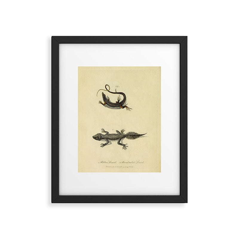 "Ribbon Lizard and Broad-Tailed Lizard" by Sarah Stone, 1790 Framed Art Print