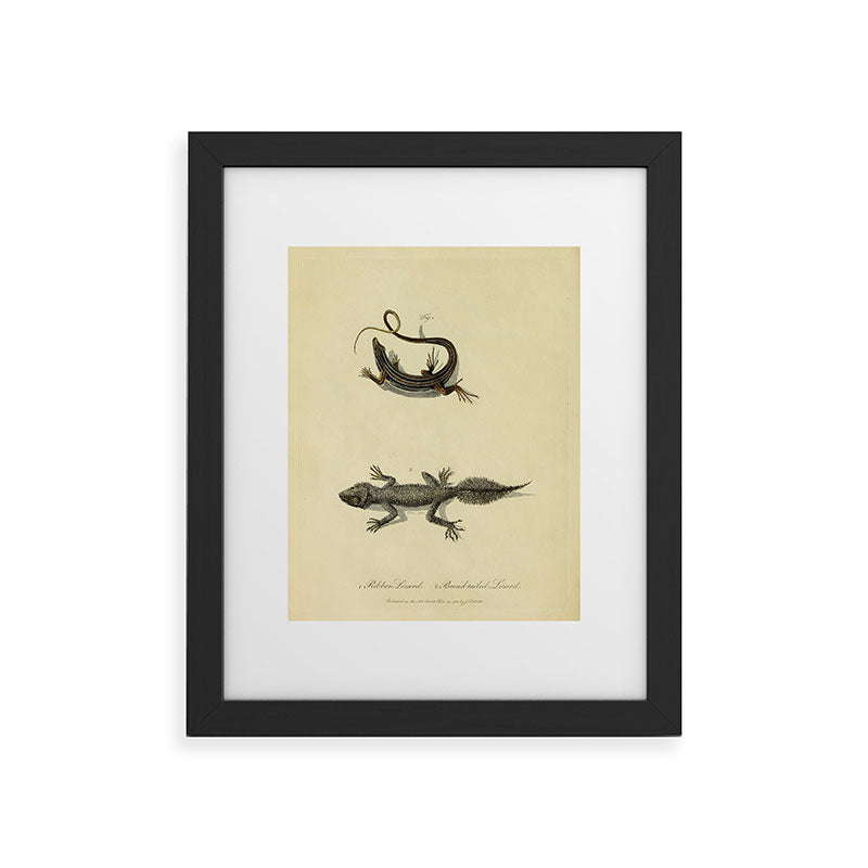 "Ribbon Lizard and Broad-Tailed Lizard" by Sarah Stone, 1790 Framed Art Print