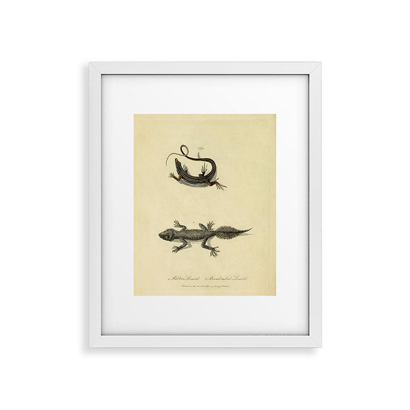 "Ribbon Lizard and Broad-Tailed Lizard" by Sarah Stone, 1790 Framed Art Print