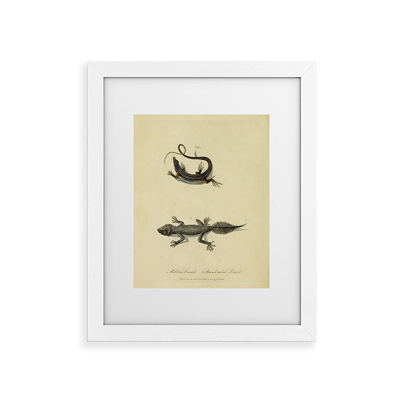 "Ribbon Lizard and Broad-Tailed Lizard" by Sarah Stone, 1790 Framed Art Print