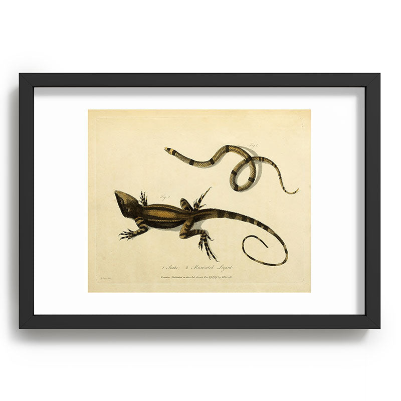 "Snake and Muricated Lizard" by Sarah Stone, 1790 Framed Art Print