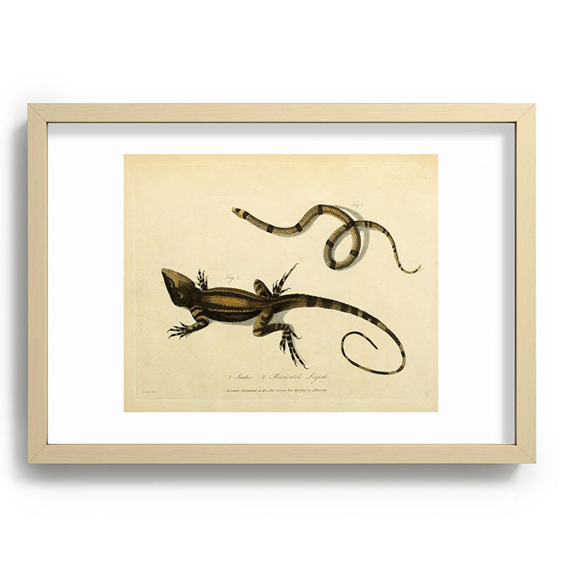 "Snake and Muricated Lizard" by Sarah Stone, 1790 Framed Art Print