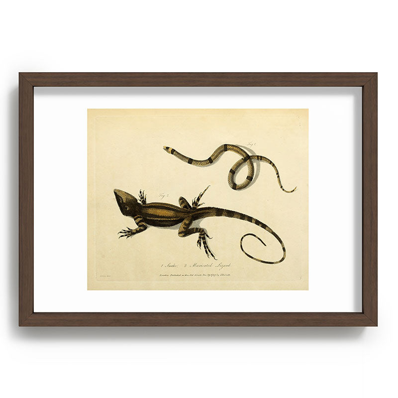 "Snake and Muricated Lizard" by Sarah Stone, 1790 Framed Art Print