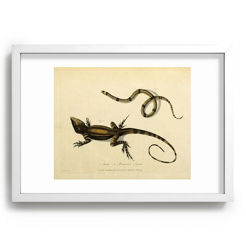 "Snake and Muricated Lizard" by Sarah Stone, 1790 Framed Art Print