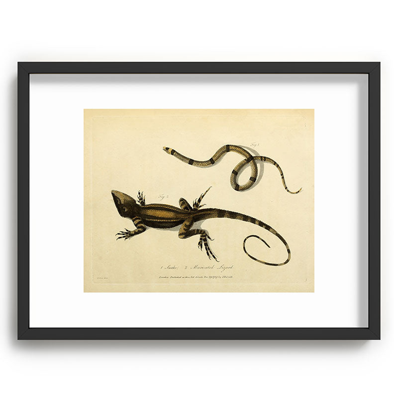 "Snake and Muricated Lizard" by Sarah Stone, 1790 Framed Art Print