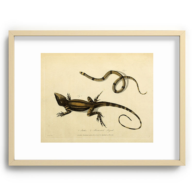"Snake and Muricated Lizard" by Sarah Stone, 1790 Framed Art Print