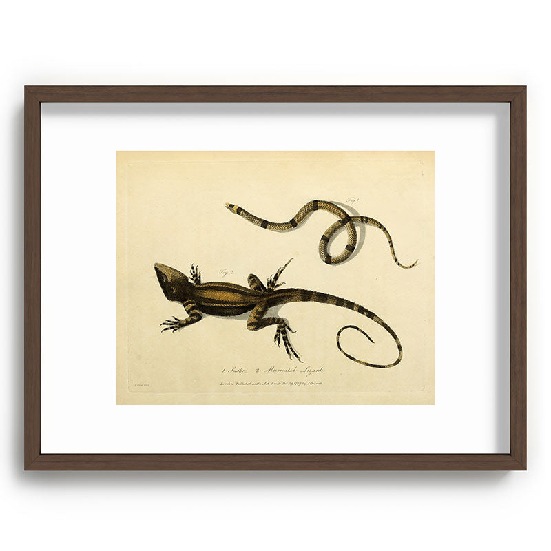 "Snake and Muricated Lizard" by Sarah Stone, 1790 Framed Art Print