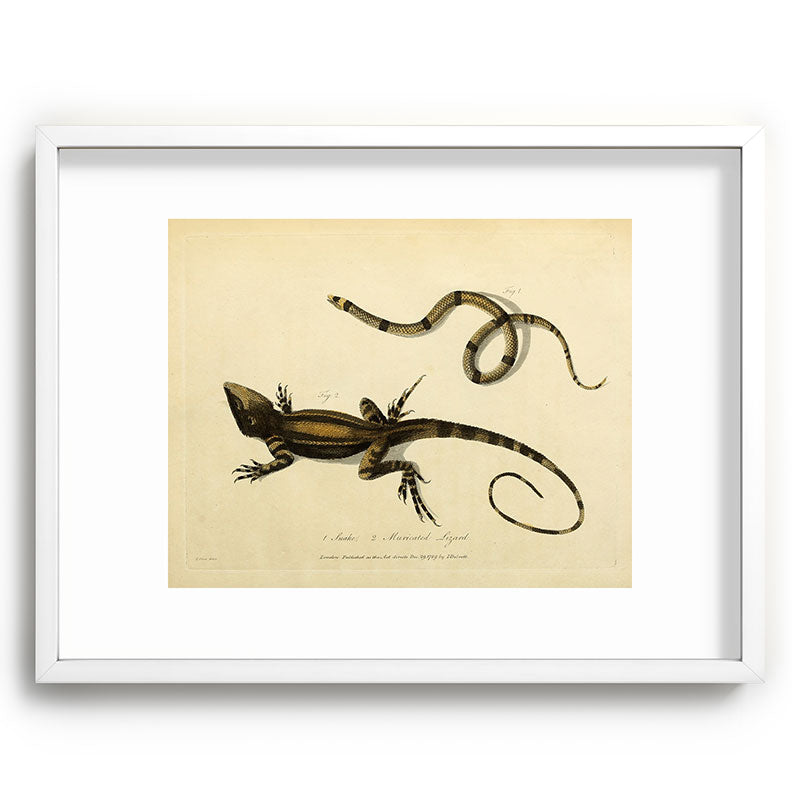 "Snake and Muricated Lizard" by Sarah Stone, 1790 Framed Art Print