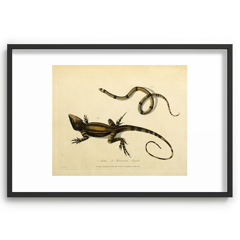 "Snake and Muricated Lizard" by Sarah Stone, 1790 Framed Art Print