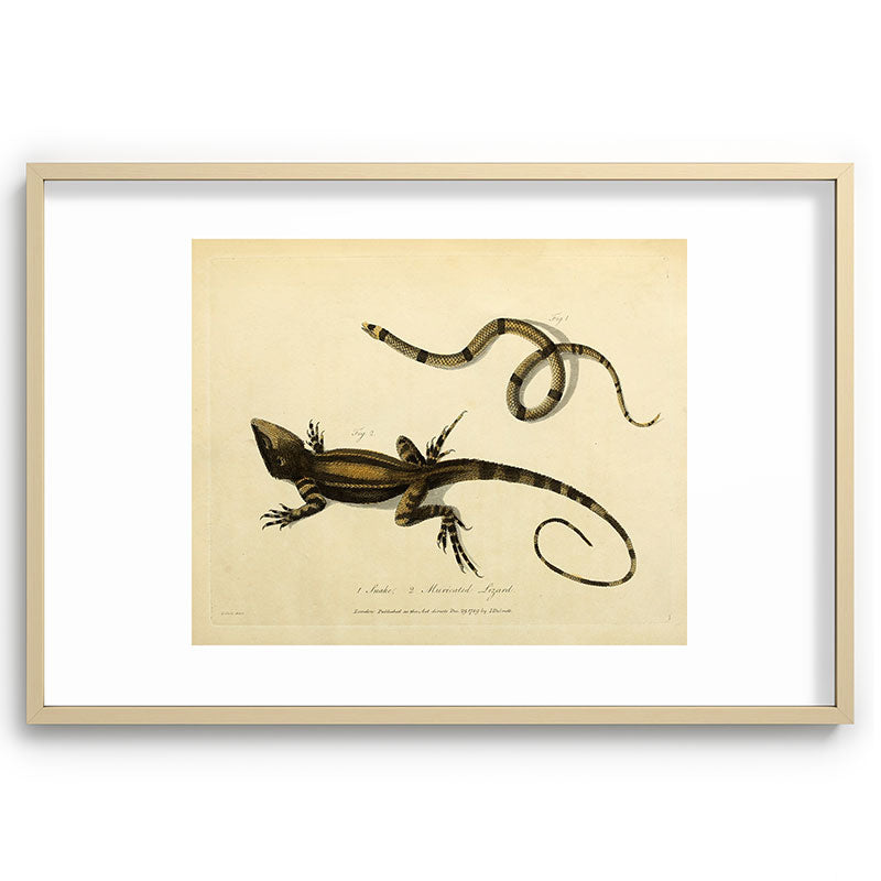 "Snake and Muricated Lizard" by Sarah Stone, 1790 Framed Art Print