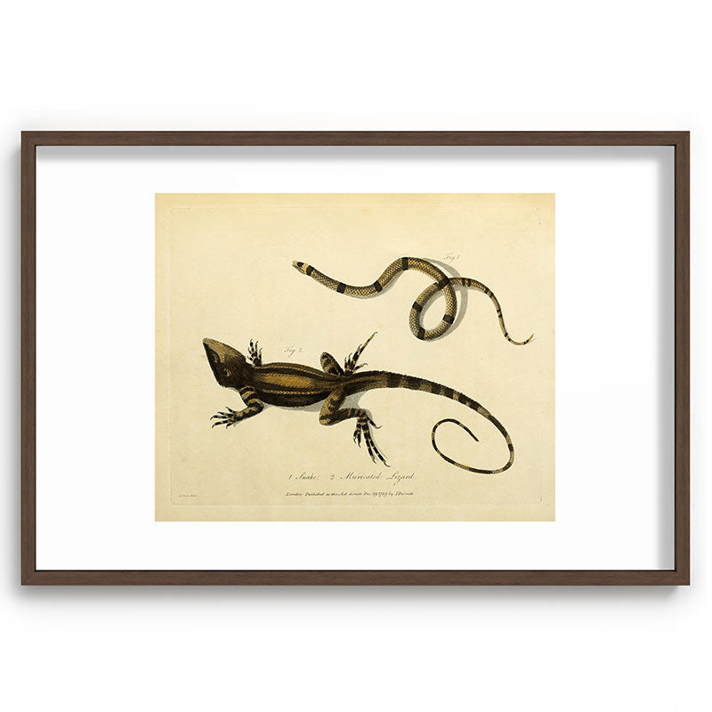 "Snake and Muricated Lizard" by Sarah Stone, 1790 Framed Art Print