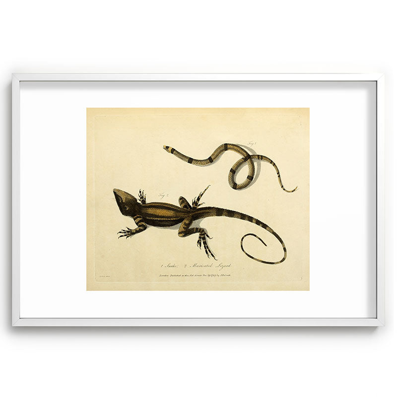 "Snake and Muricated Lizard" by Sarah Stone, 1790 Framed Art Print