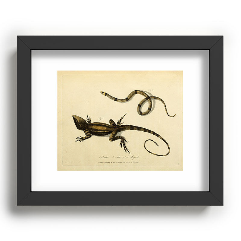 "Snake and Muricated Lizard" by Sarah Stone, 1790 Framed Art Print