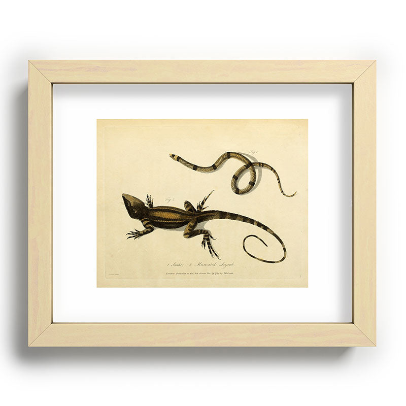 "Snake and Muricated Lizard" by Sarah Stone, 1790 Framed Art Print