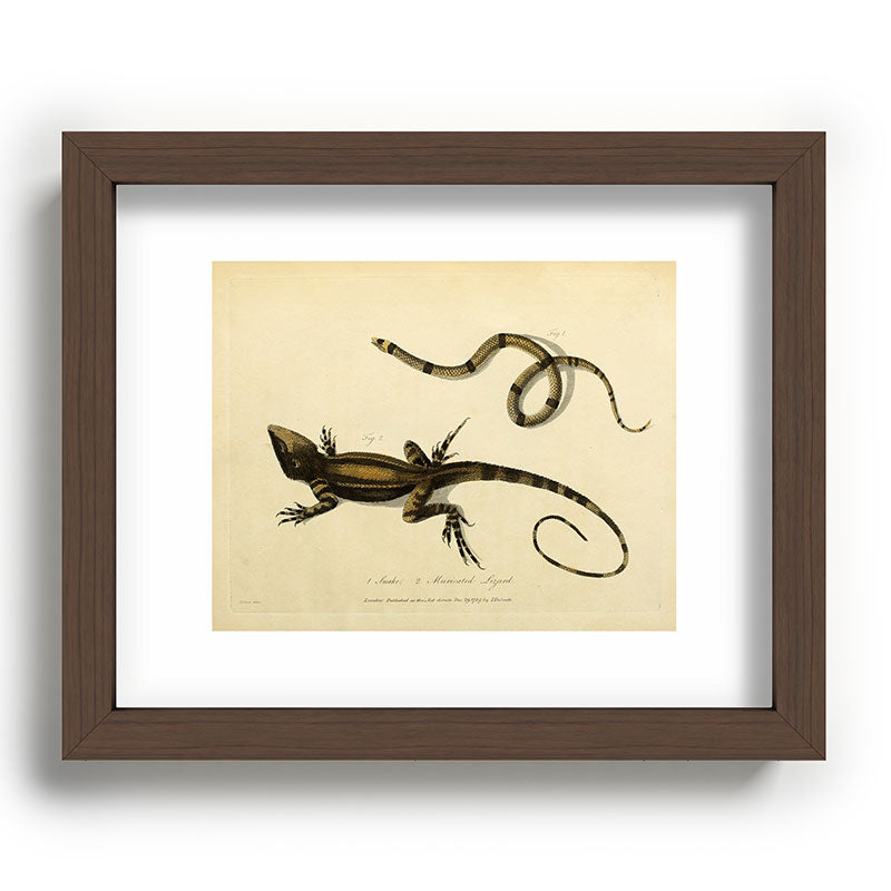 "Snake and Muricated Lizard" by Sarah Stone, 1790 Framed Art Print