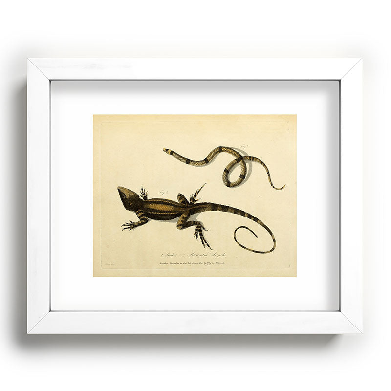 "Snake and Muricated Lizard" by Sarah Stone, 1790 Framed Art Print
