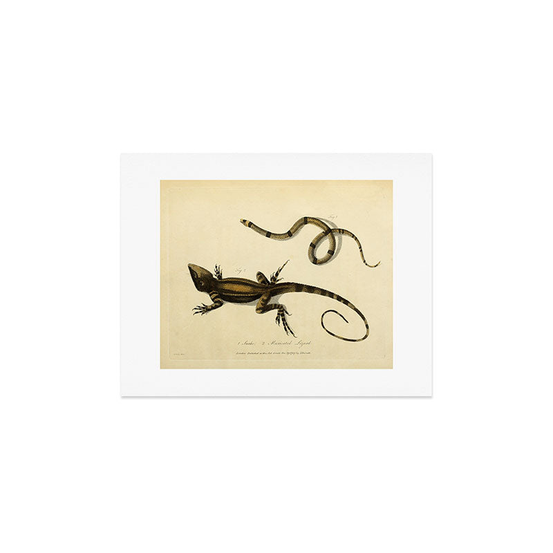 "Snake and Muricated Lizard" by Sarah Stone, 1790 Art Print