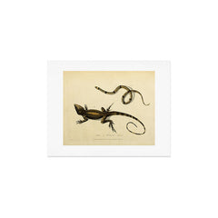 "Snake and Muricated Lizard" by Sarah Stone, 1790 Art Print