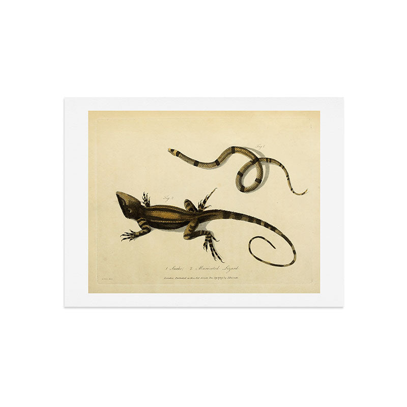 "Snake and Muricated Lizard" by Sarah Stone, 1790 Art Print