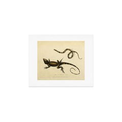 "Snake and Muricated Lizard" by Sarah Stone, 1790 Art Print