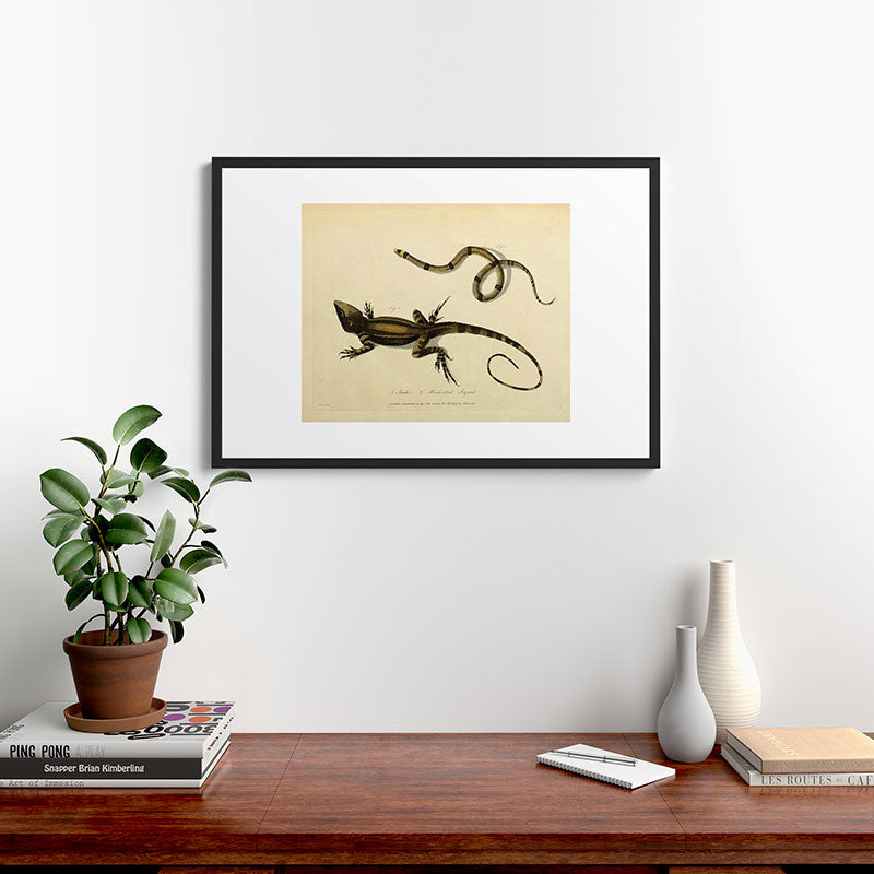 "Snake and Muricated Lizard" by Sarah Stone, 1790 Framed Art Print