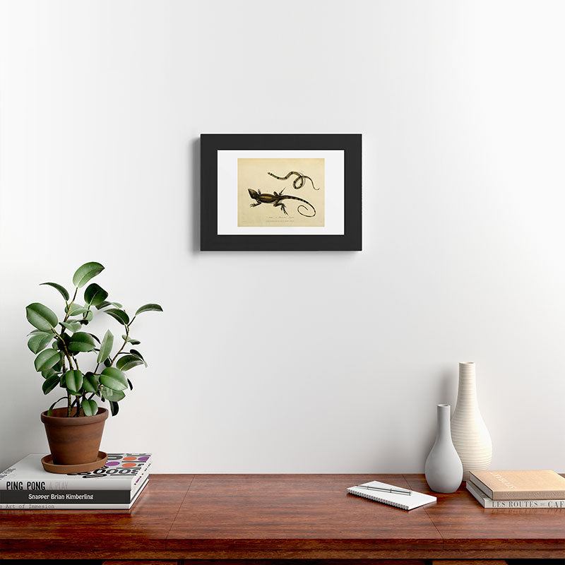 "Snake and Muricated Lizard" by Sarah Stone, 1790 Framed Art Print