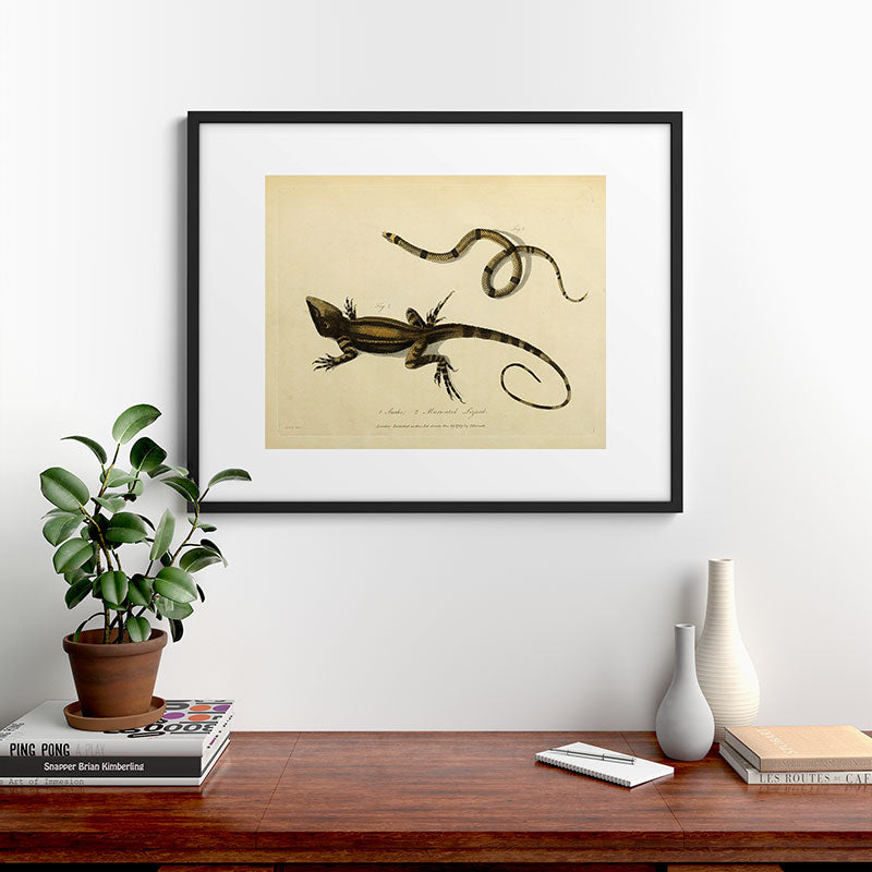 "Snake and Muricated Lizard" by Sarah Stone, 1790 Framed Art Print