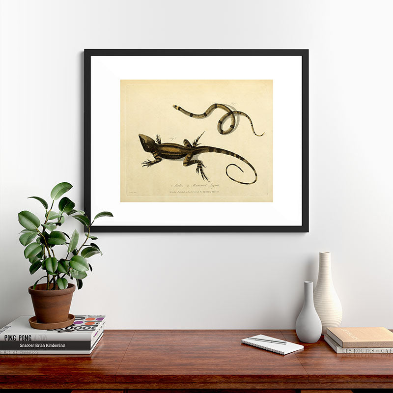 "Snake and Muricated Lizard" by Sarah Stone, 1790 Framed Art Print
