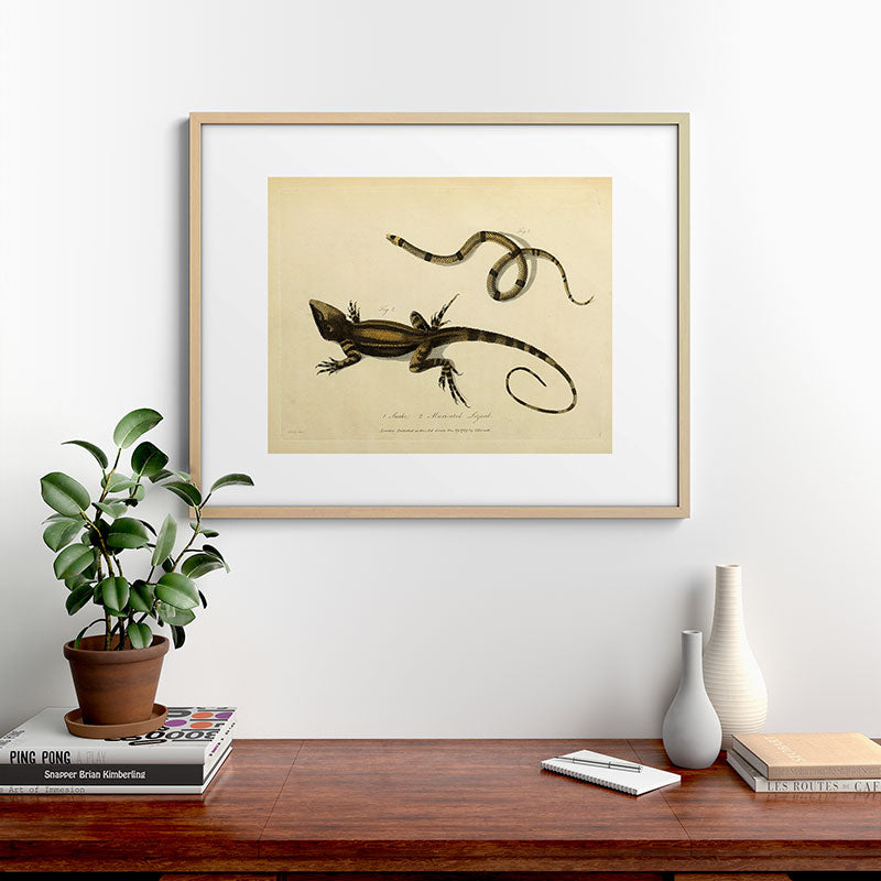 "Snake and Muricated Lizard" by Sarah Stone, 1790 Framed Art Print