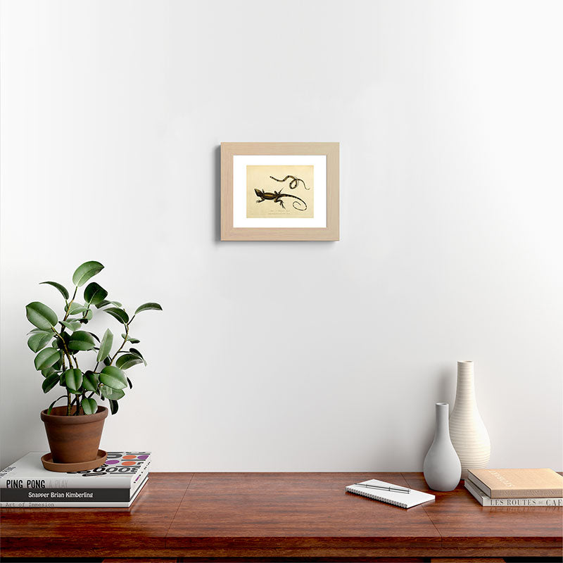 "Snake and Muricated Lizard" by Sarah Stone, 1790 Framed Art Print