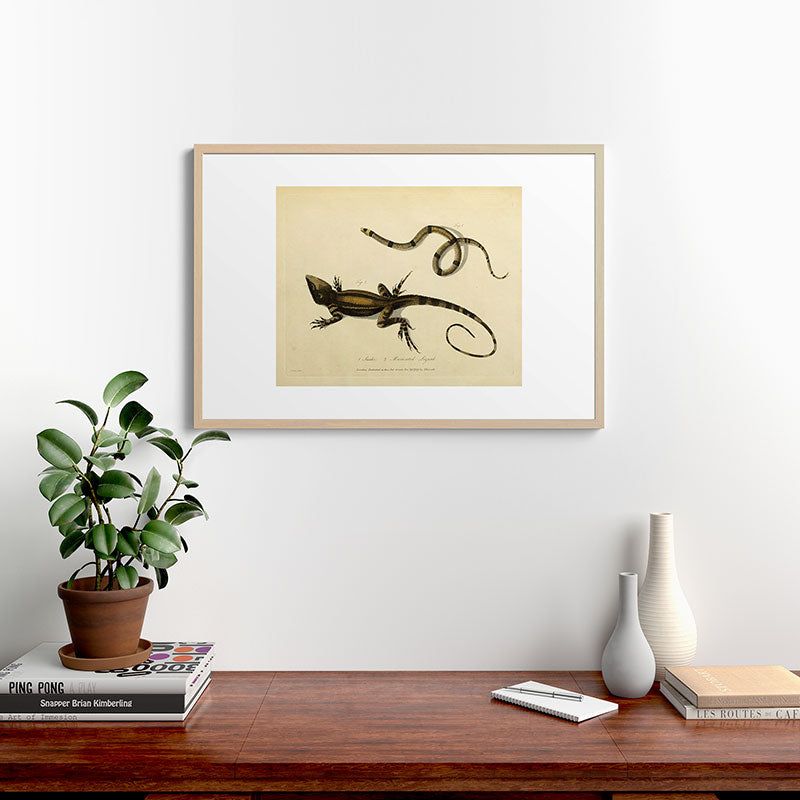 "Snake and Muricated Lizard" by Sarah Stone, 1790 Framed Art Print