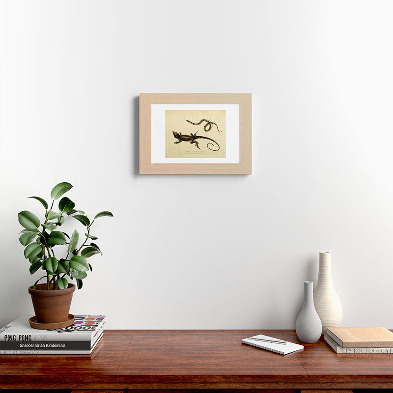 "Snake and Muricated Lizard" by Sarah Stone, 1790 Framed Art Print