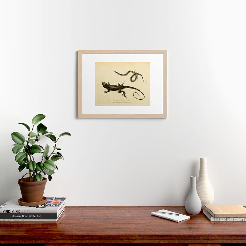 "Snake and Muricated Lizard" by Sarah Stone, 1790 Framed Art Print