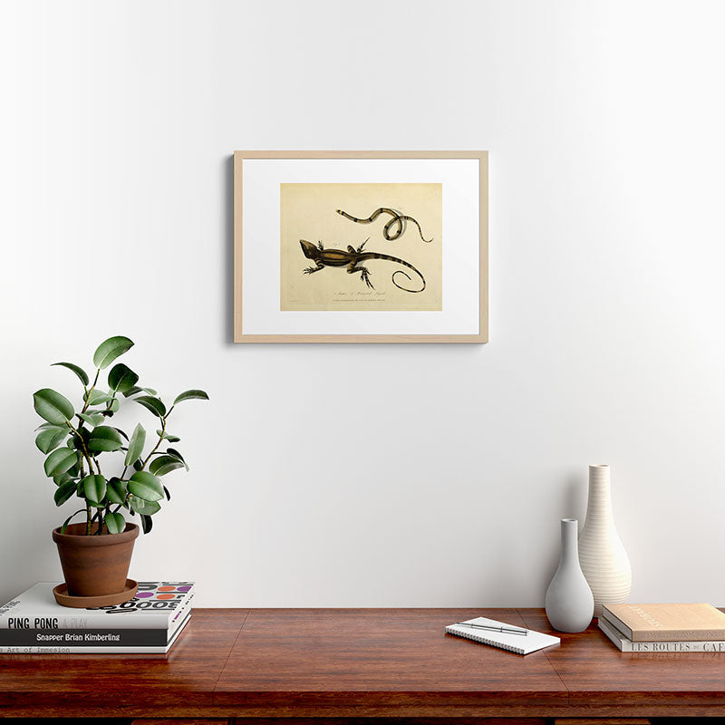 "Snake and Muricated Lizard" by Sarah Stone, 1790 Framed Art Print