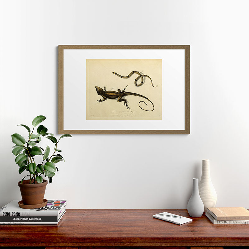 "Snake and Muricated Lizard" by Sarah Stone, 1790 Framed Art Print
