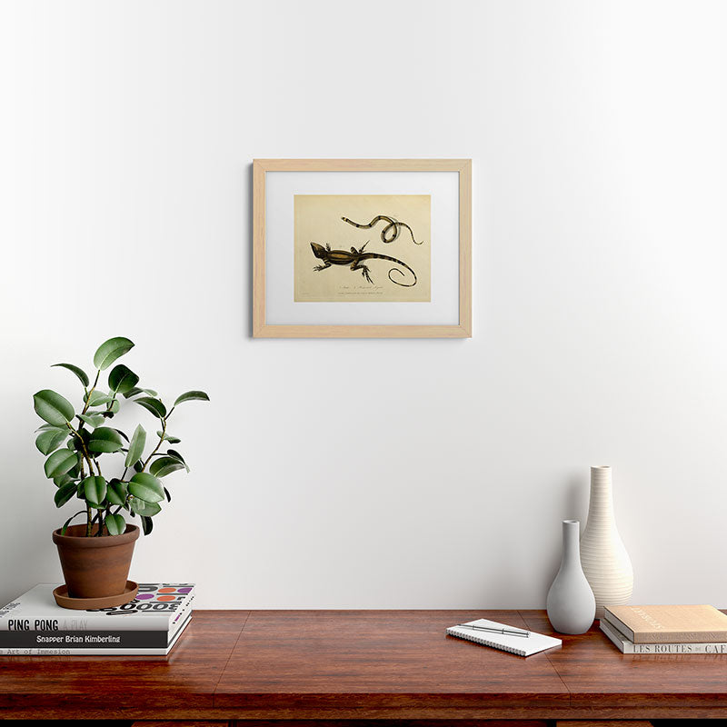 "Snake and Muricated Lizard" by Sarah Stone, 1790 Framed Art Print