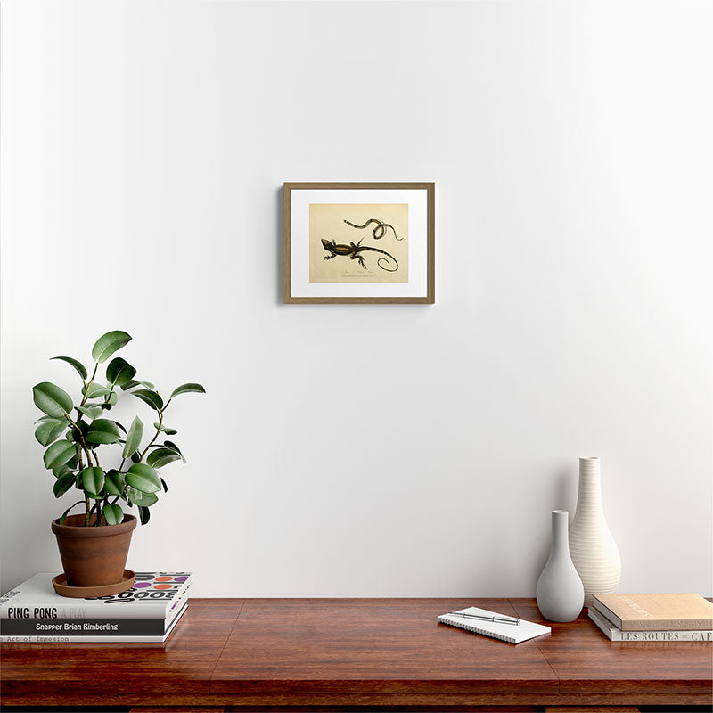 "Snake and Muricated Lizard" by Sarah Stone, 1790 Framed Art Print