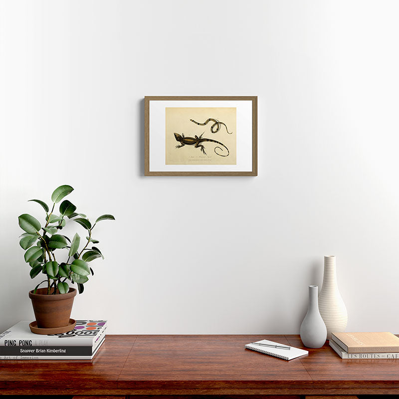 "Snake and Muricated Lizard" by Sarah Stone, 1790 Framed Art Print