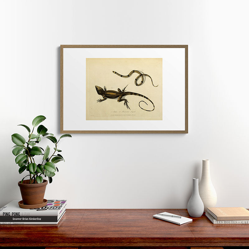 "Snake and Muricated Lizard" by Sarah Stone, 1790 Framed Art Print
