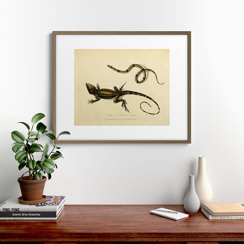 "Snake and Muricated Lizard" by Sarah Stone, 1790 Framed Art Print