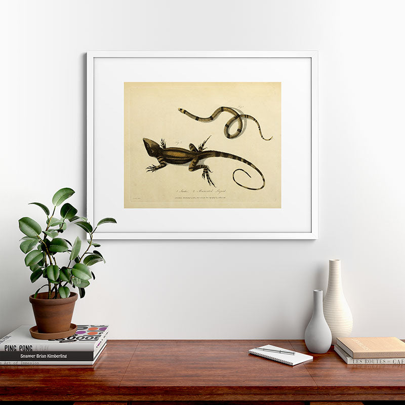 "Snake and Muricated Lizard" by Sarah Stone, 1790 Framed Art Print