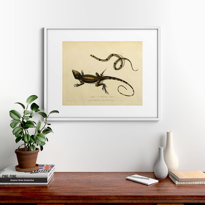"Snake and Muricated Lizard" by Sarah Stone, 1790 Framed Art Print
