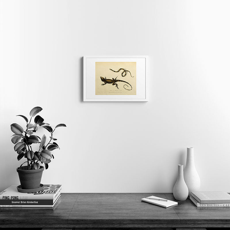 "Snake and Muricated Lizard" by Sarah Stone, 1790 Framed Art Print