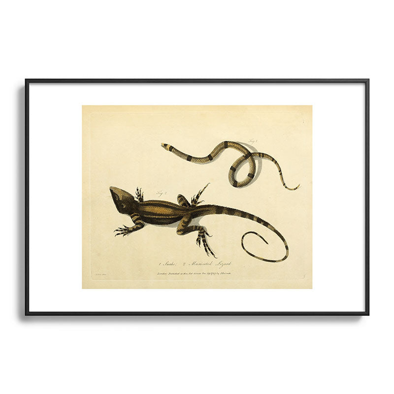 "Snake and Muricated Lizard" by Sarah Stone, 1790 Framed Art Print