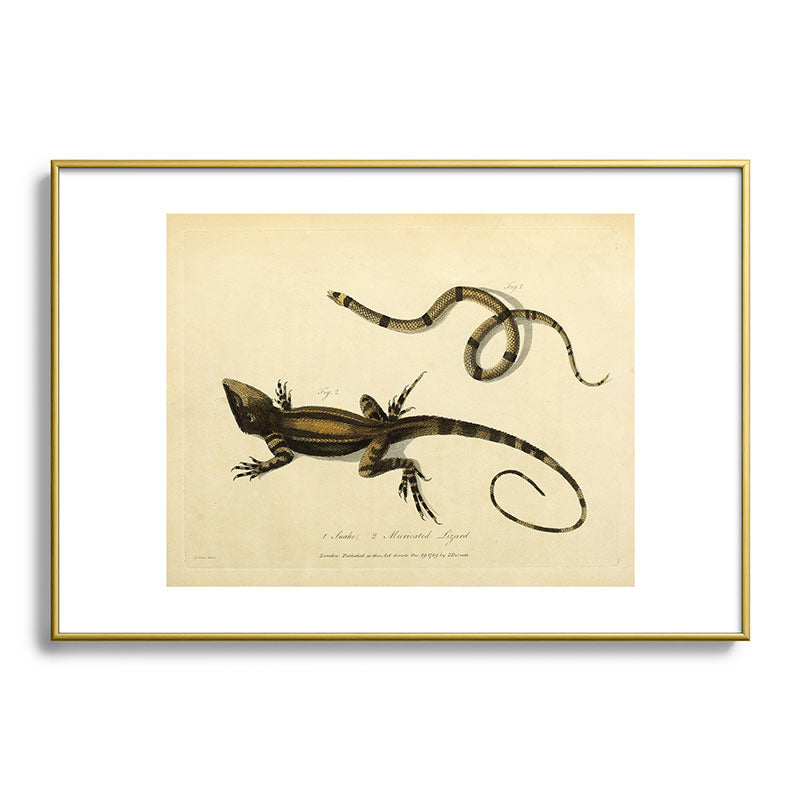 "Snake and Muricated Lizard" by Sarah Stone, 1790 Framed Art Print