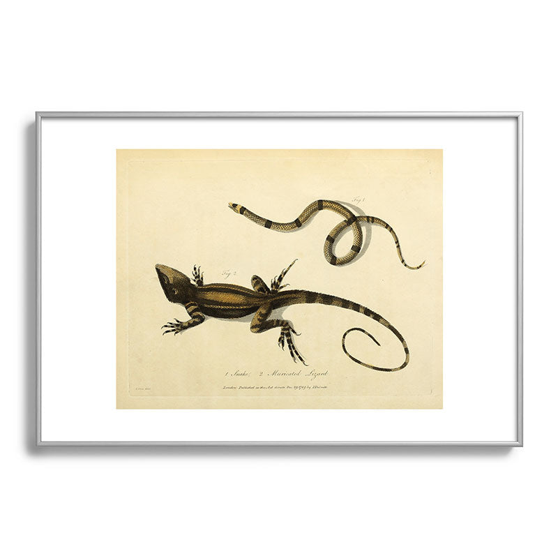 "Snake and Muricated Lizard" by Sarah Stone, 1790 Framed Art Print