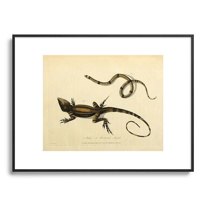 "Snake and Muricated Lizard" by Sarah Stone, 1790 Framed Art Print